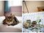 property Thumbnails}