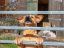 property Thumbnails}